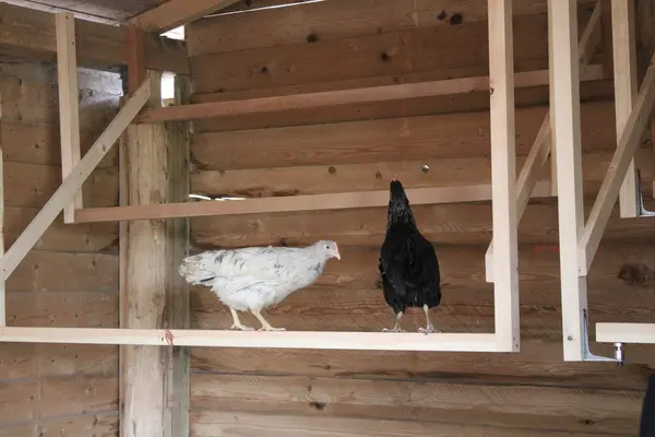 ein weißes Huhn und ein schwarzes Huhn sitzen auf einer Hühnerstange aus Holz