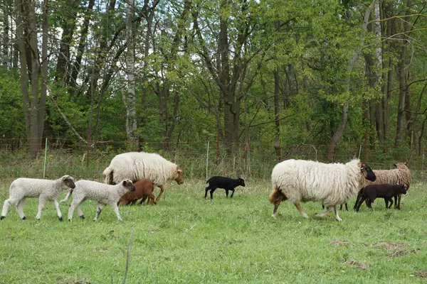 Schafherde mit Lämmern auf der Weide