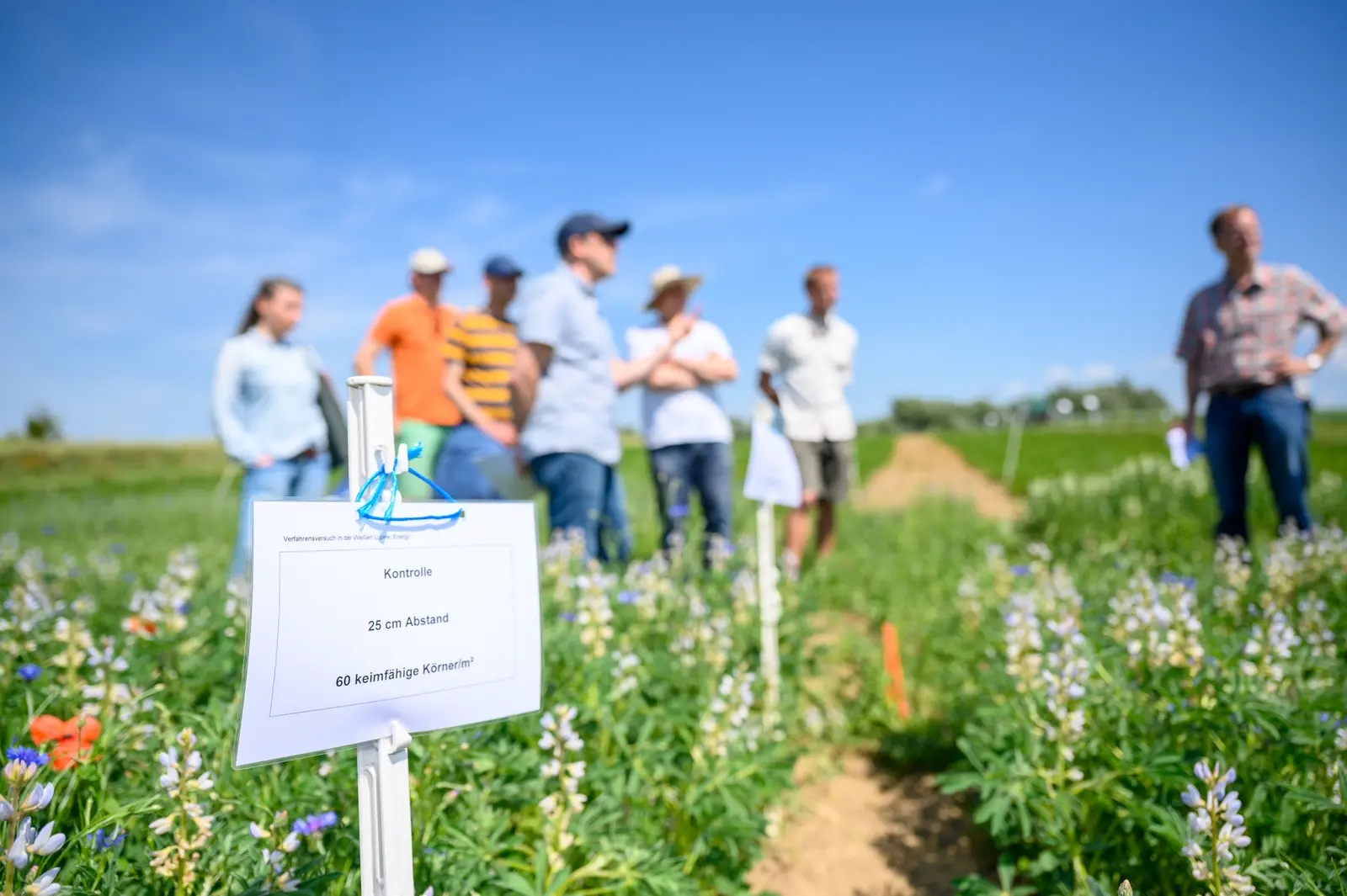 Mehrere Personen stehen auf einem Feld mit blühenden Pflanzen. Ein Schild im Vordergrund erläutert, dass es sich um einen Versuchsanbau der Weißen Lupine mit 60 keimfähigen Körner pro Quadratmeter handelt. Ein Wissenschaftler erläutert dem Rest der Gruppe den Versuch.