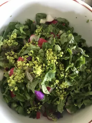 Preparing a salad from regional wild herbs