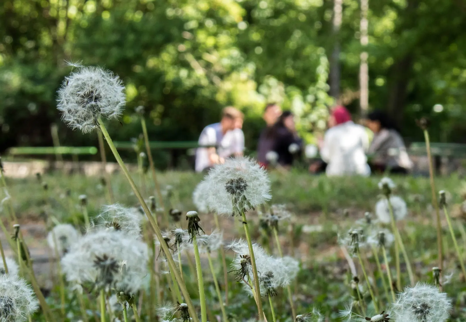 Eine Gruppe von Menschen sitzt im Kreis auf einer Wiese. Im Vordergrund sind Pusteblumen zu sehen.