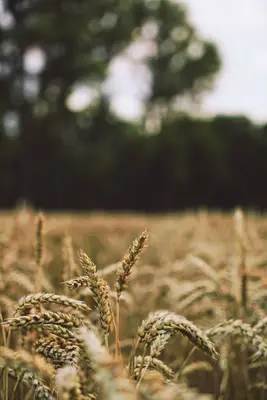 Getreide auf dem Feld