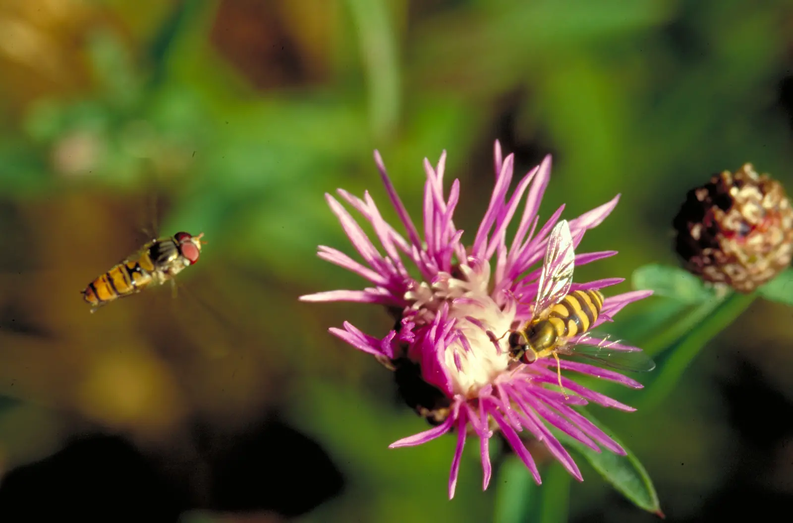 Hoverfly 