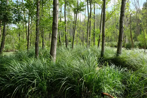 Laubwald im Moor