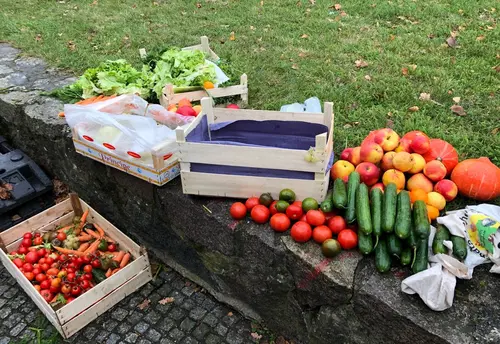 Das Bild zeigt eine Sammlung von Kisten mit gerettetem Gemüse und Obst, die auf einer niedrigen Steinmauer am Rande eines Rasens ausgestellt sind.