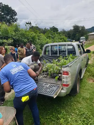 Zwei Personen der ghanaischen Bevölkerung verladen Setzlinge auf einen PickUp.