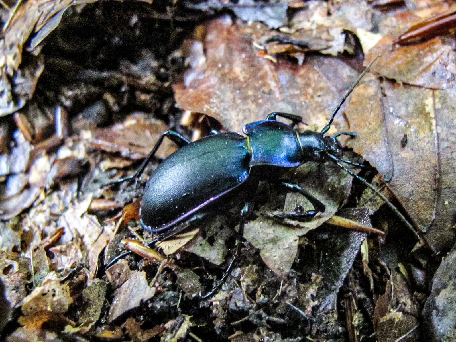 Insect declines in old beech forests 