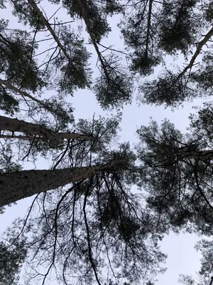 Blick zum Himmel, man sieht Baumkronen von Kiefern