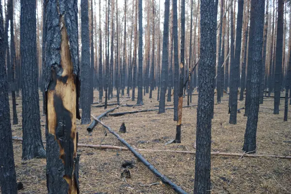 Stadtwald in Treuenbrietzen nach Waldbrand 2018