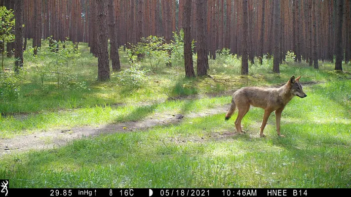 Wolf offspring in the Barnim district 