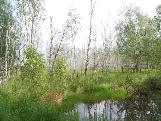 Birken stehen auf einer Moorfläche